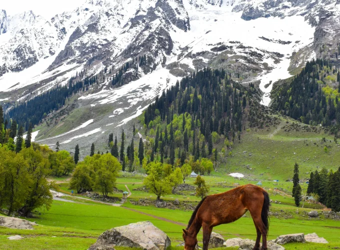 Kashmir 7D 6N Deluxe Tour (from Jammu/Katra)